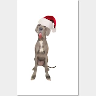 Funny Great Dane in Santa Hat Posters and Art